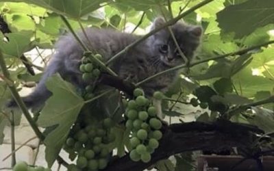 Hajdi shkon në parajsën e maceve – Manolita Hida